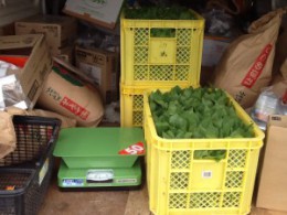 Local farmers donated 24 kilograms of spinach for our operations in Ishinomaki, Miyagi!